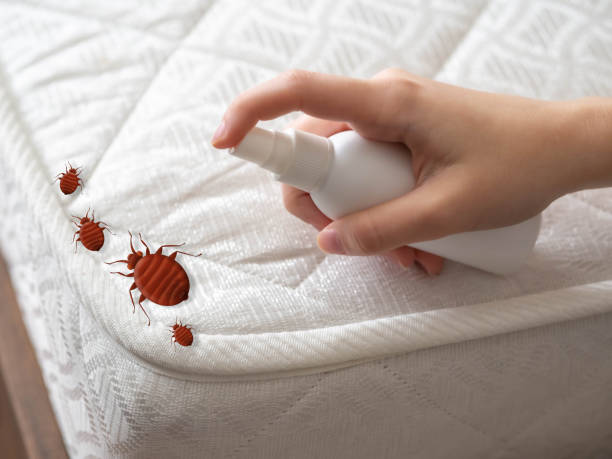 Best Bed Bug Extermination  in Herricks, NY