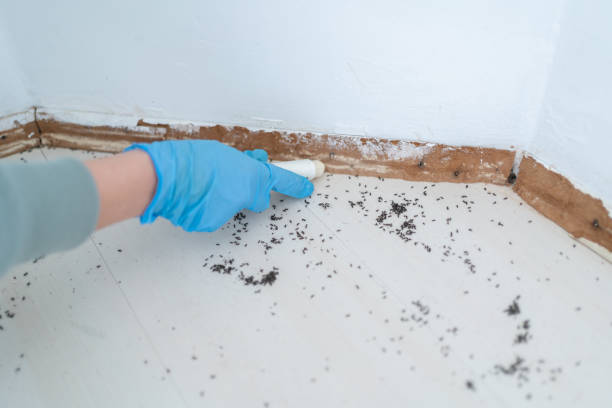 Best Residential Pest Control  in Herricks, NY